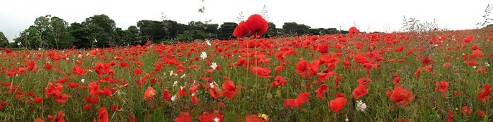 Poppies in a field in Yorkshire. 